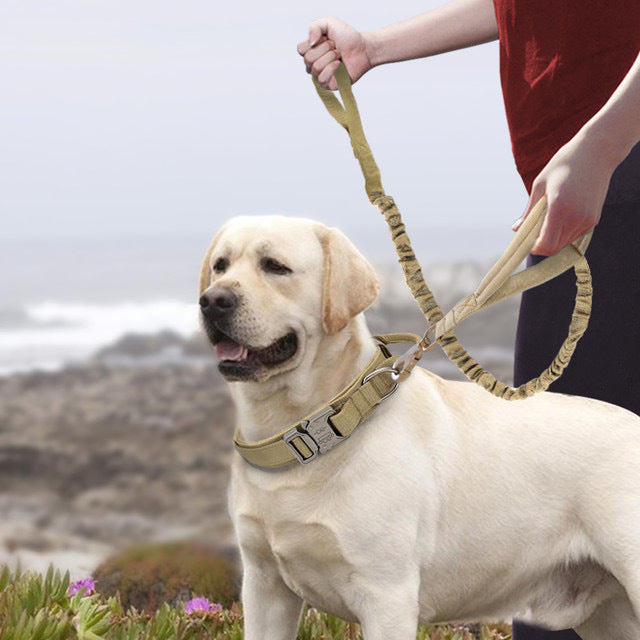 Durable Nylon Dog Collar for Medium & Large Dogs