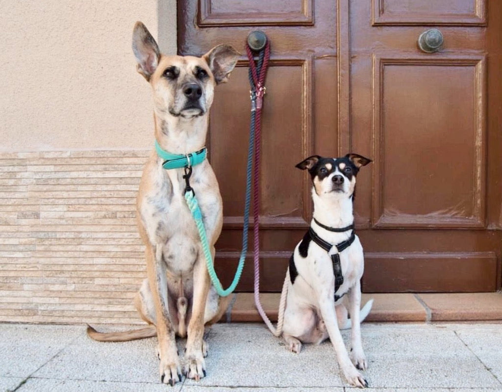 Elegant Ombre Grey Rope Lead for Confident Walks
