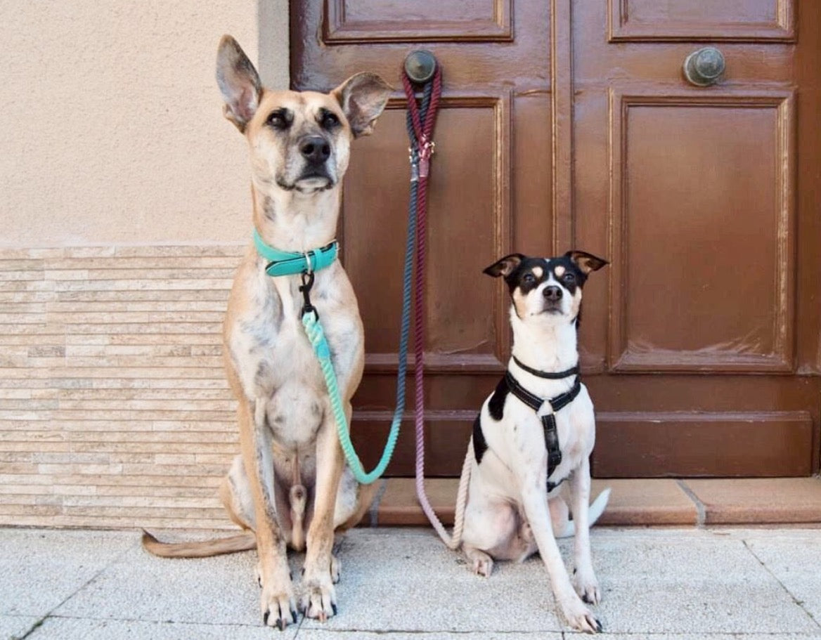 Elegant Ombre Grey Rope Lead for Confident Walks
