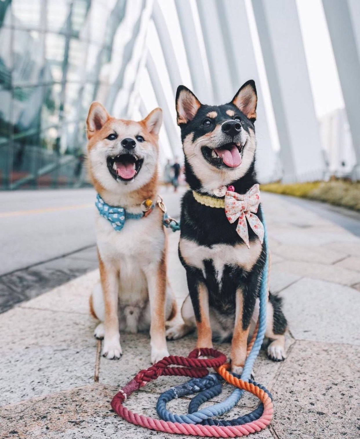 Elegant Ombre Grey Rope Lead for Confident Walks