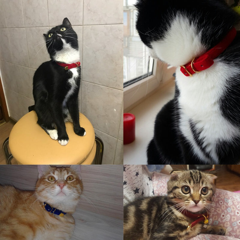 Velvet Soft Touch Cat Collar – Bright, Beautiful & Lightweight in Vibrant Colours